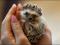 Hedgehog Cafe Opens In Tokyo To Promote Animals