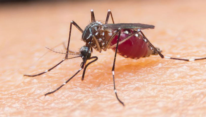 پاکستان کی تقریباً 98 فیصد آبادی کو ملیریا کے خطرے کا سامنا