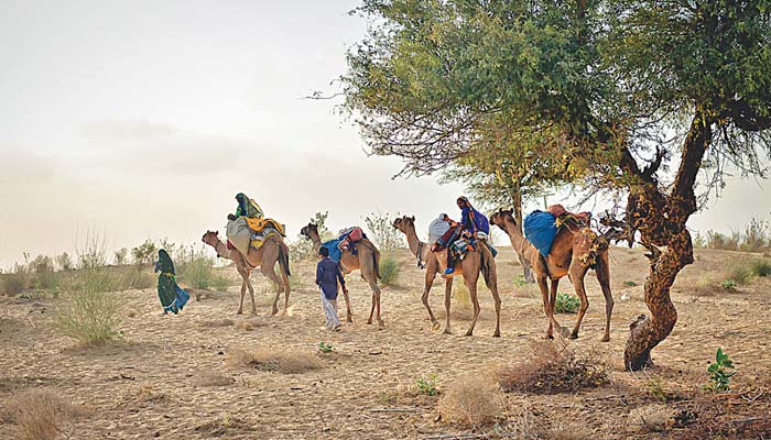 خیر پور،چھڑو تھر میں دس سال سے بارش ندارد،بیشتر علاقوں میں زیر زمین پانی کی سطح نیچے چلی گئی