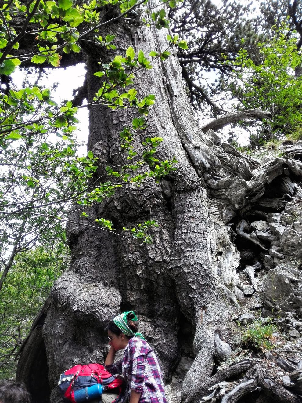 اٹلی کا 1230سالہ معمر ترین درخت