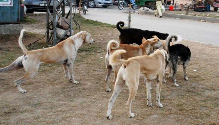 سکھر، ضلع کے مختلف علاقوں میں کتوں کی بہتات، سگ گزیدگی کے واقعات میں اضافہ