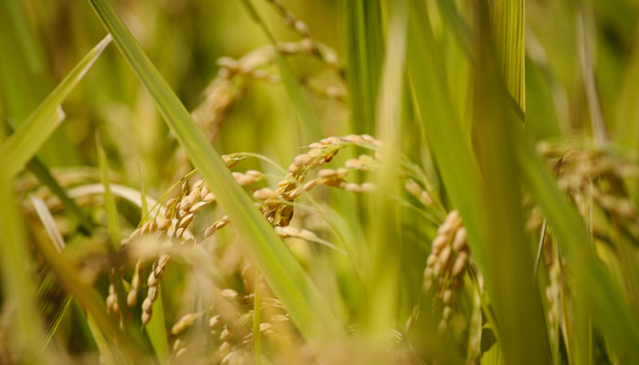 چاول کی فصل تاخیر سے کاشت، سندھ کے کسانوں کونقصان کا خدشہ