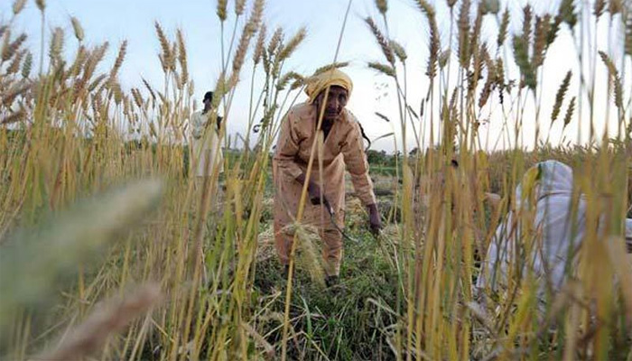 سندھ میں زرعی آمدن پرٹیکس بڑھانے کی تجویز زیرغور