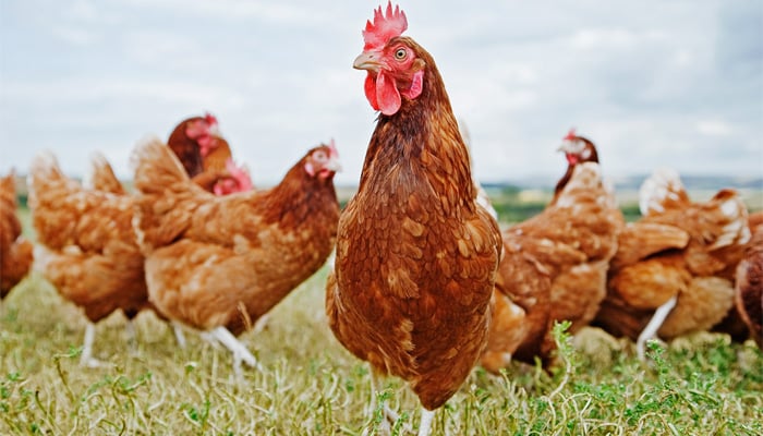 غربت مٹاؤپروگرام‘حکومت نے مرغیوں کی تقسیم شروع کردی 