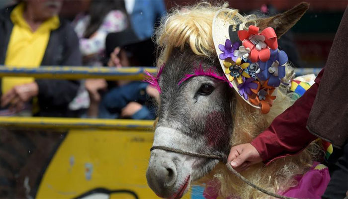 کولمبیا میں گدھوں کا مقابلہ حسن، ڈونکی کنگ اور ڈونکی کوئین منتخب