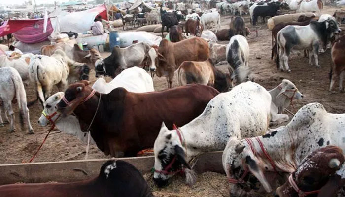 مویشی منڈیوں کیلئے ٹھوس اور فول پروف سیکیورٹی اقدامات کی ہدایت 
