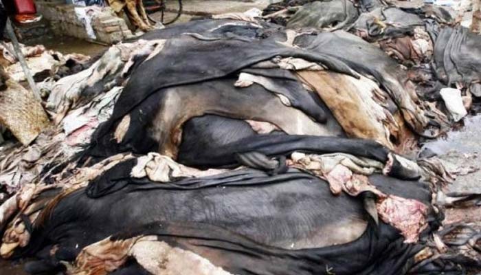 قربانی کی کھالیں جمع کر نے کے لئے کیمپ لگانے کی اجازت نہیں ہو گی 