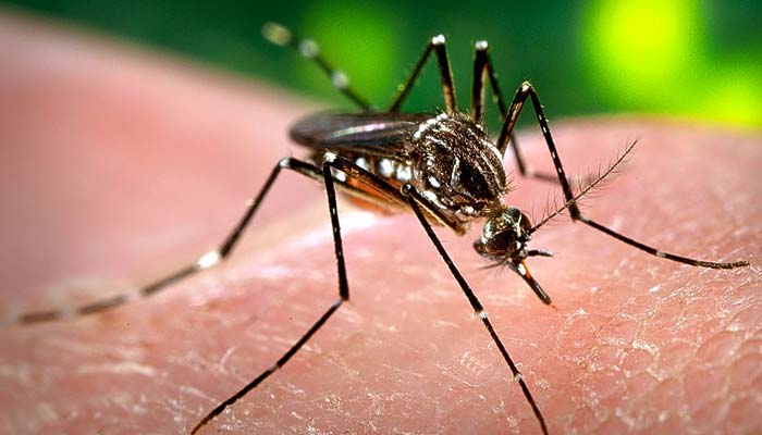 سوات میں بھی ڈینگی مچھر کے تابڑ توڑ حملے جاری، مزید 8 افراد متاثر
