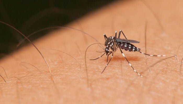 بھوٹان، مچھر کو مارنا گناہ تصور کرنے کے باعث ملیریا کے خاتمے میں رکاوٹ 