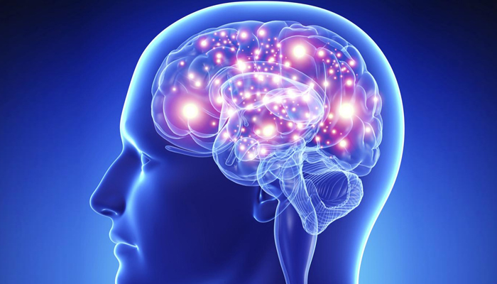 دماغ میں ریسٹ نامی پروٹین انسانی زندگی کا دورانیہ متعین کرتا ہے، سائنسدان 