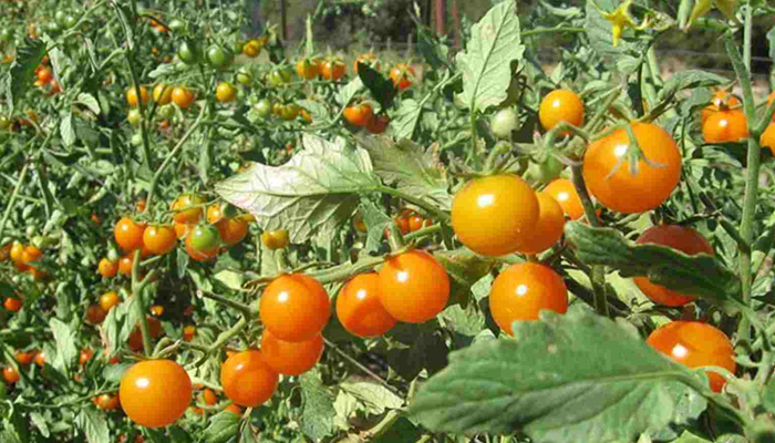 بدین، کھیتوں سے ٹماٹر چوری، اسلحہ بردار پہرے دار تعینات 