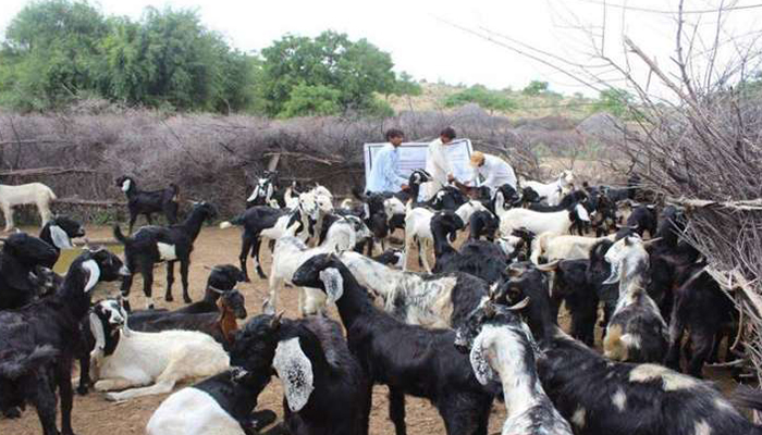 ٹنڈومستی :مویشی فارم سے 15بکریاں چوری  