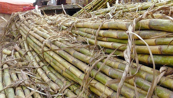 شوگر ملز نے گیٹ کھول دئیے، گنے کی خریداری شروع نہیں کی 