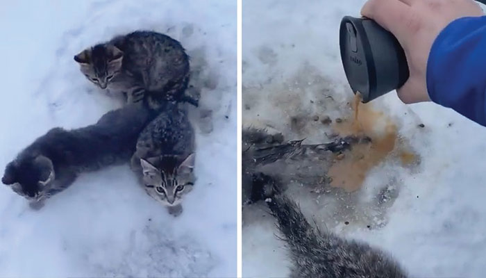کینیڈین شہری نے گرما گرم کافی سے بلیوں کی جان بچالی 