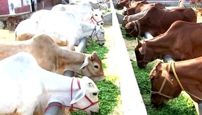 بھارت،بیروزگاری ختم کرنے کا نادر نسخہ‘ گائے کا گوبر اور پیشاب بیچو 