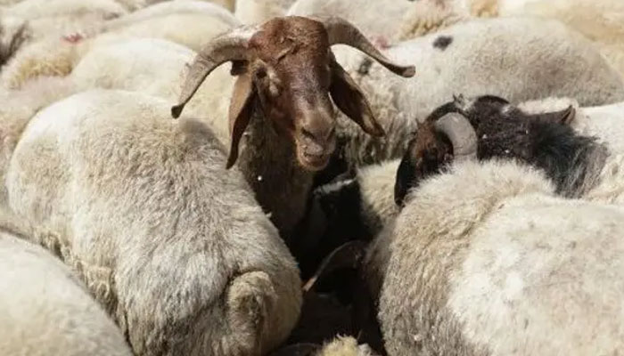 مویشی لے جانے والے بحری جہاز میں کورونا وائرس، 56 بھیڑیں ذبح کردی جائیں گی