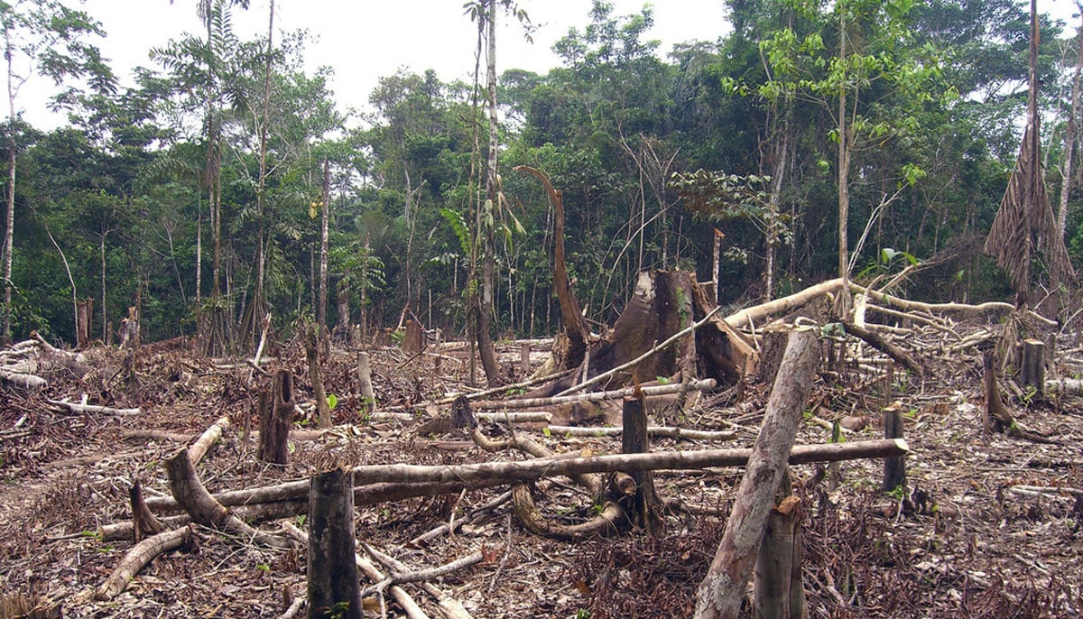 قدرتی ماحول کی تباہی انسانوںسمیت جنگلی حیات کیلئے خطرہ ہے 