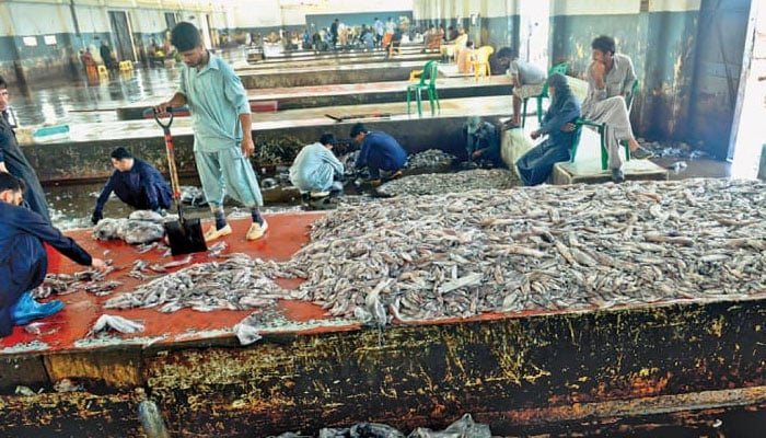 کراچی فش ہاربر پر مچھلی کی خرید و فروخت پر پابندی لگادی گئی  