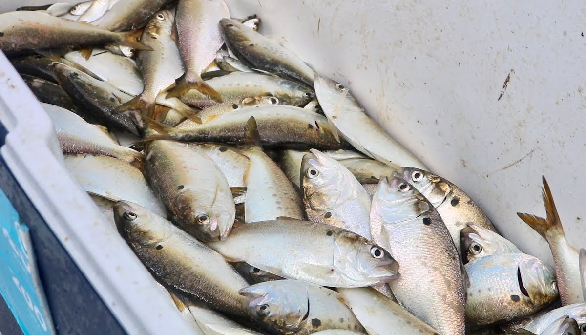 عالمی حدت سے 60؍ فیصد مچھلیوں کو نقصان ہوگا 