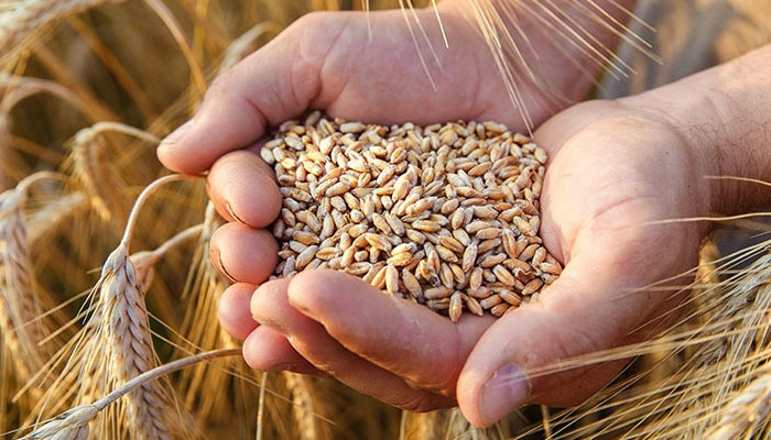 درآمدی گندم آتے ہی ملکی گندم کی قیمت 450روپے بوری کم ہوگئی