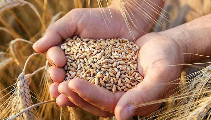 گندم کی مجوزہ امدادی قیمت سے مقامی خوردہ قیمت متاثر نہیں ہو گی