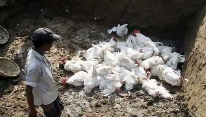 بھارت میں بدترین برڈ فلو، لاکھوں مرغیاں ہلاک، ہزاروں تلف کردی گئیں 