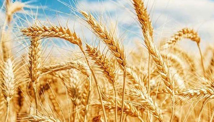 اگلی گندم کی فصل کی ابھی پلاننگ کرنا ہوگی، وائس چیئرمین پی ایف ایم اے 