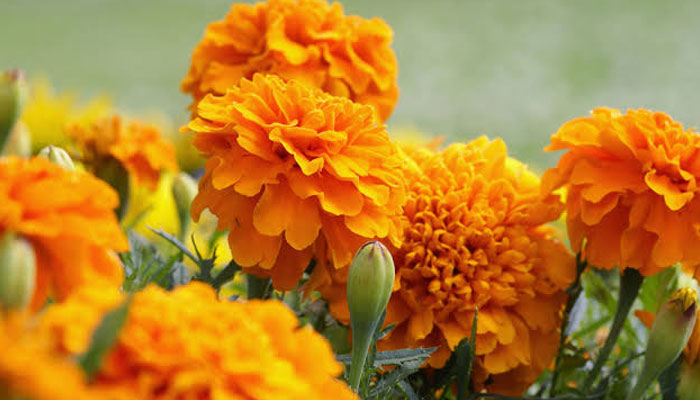 باغ جناح فریئر ہال، کل سے گیندے کے پھولوں کا میلہ شروع ہوگا 