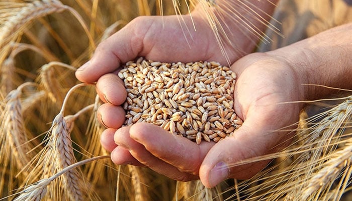 پنجاب میں گندم 2 ہزار روپے من سے کم نہیں دینگے‘ ذرائع کسان بورڈ 