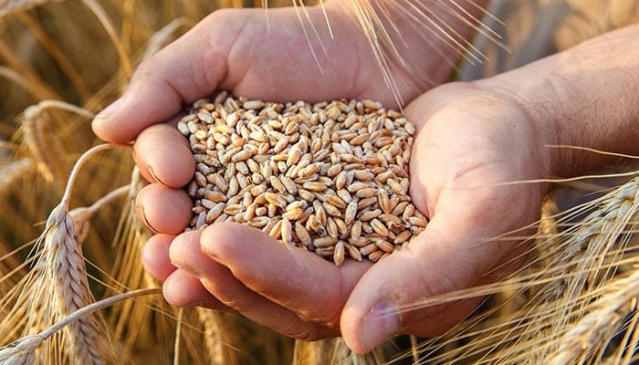نئی فصل کی گندم 18سو روپے من خریدنے کا اصولی فیصلہ 
