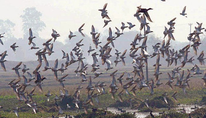 گڈانی میں سائبیرین پرندوں کی آمد 