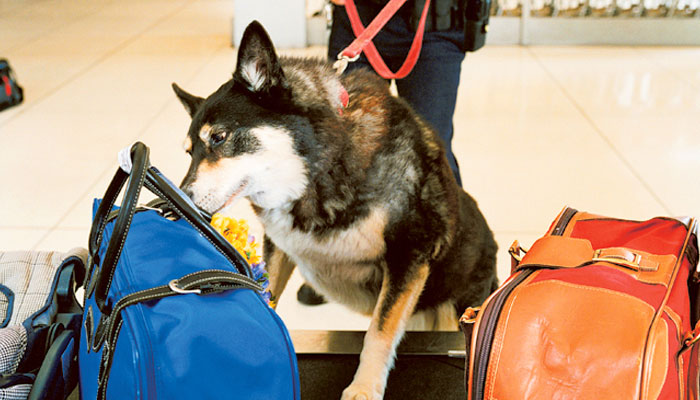 اسلام آباد ائیرپورٹ پر کورونا کے مریضوں کی نشاندہی کیلئے سراغ رساں کتے رکھنے کا فیصلہ 