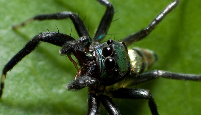 دنیا بھر کی مکڑیاں سانپ کھاتی ہیں، تحقیق