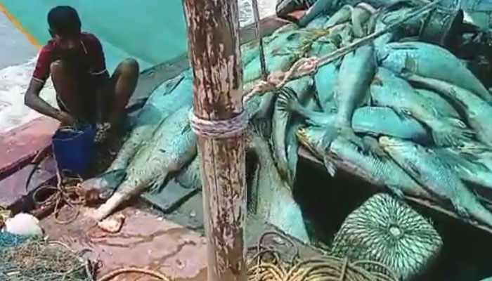بھارتی ماہی گیر نے 157 گھول مچھلیاں 1.33 کروڑ روپے میں فروخت کیں