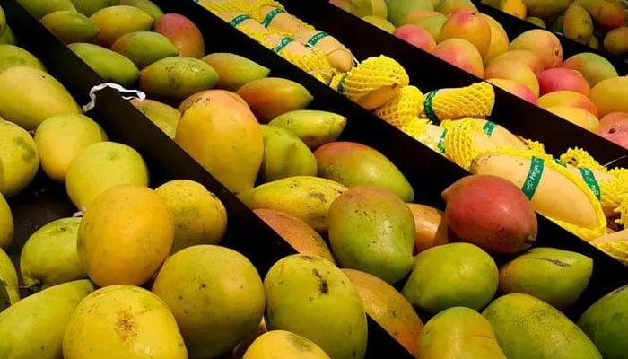 دی ہیگ میں مینگو فیسٹیول، پاکستان کی نیدرلینڈز میں آم کی برآمدات 6 لاکھ امریکی ڈالرز رہیں، سلجوق مستنصر تارڑ