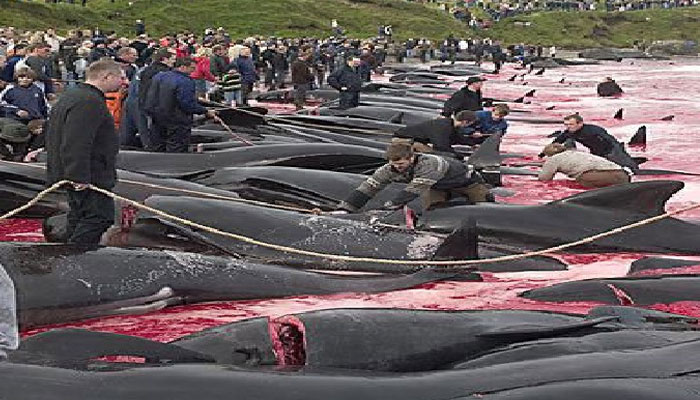 ڈنمارک کے جزائر میں 1400سے زائد ڈولفنز کو کیوں ذبح کیا گیا؟