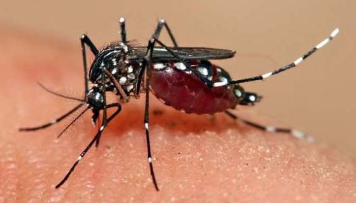 بارش کے بعد مچھروں کی بہتات، نجی اور سرکاری اسپتالوں میں ملیریا و ڈینگی کے 30 نئے کیسز رپورٹ