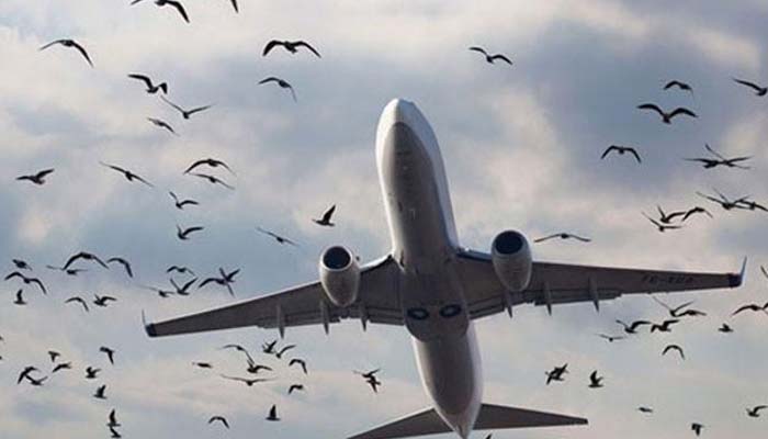 پی آئی اے کی طیاروں کو پرندے ٹکرانے سے بچانے کیلئے آگاہی مہم