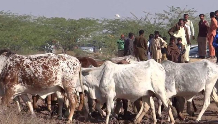 سندھ کے مختلف اضلاع میں مال مویشی غریب کسانوں میں تقسیم