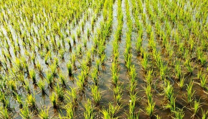 سندھ میں چاول کی مجموعی کاشت میں شکارپور ضلع کا حصہ 15 فیصد