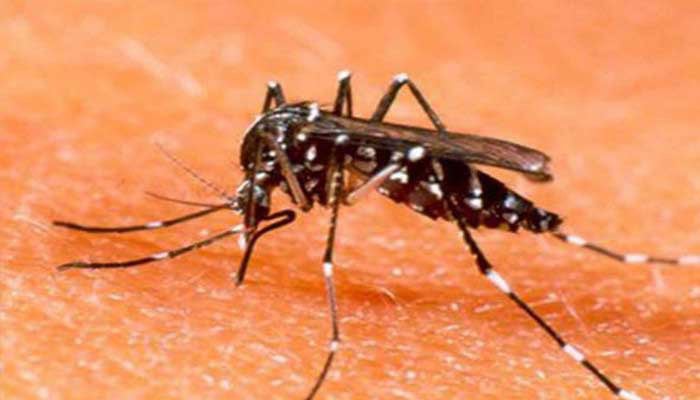 سردی میں کمی، کراچی میں مچھروں کی بہتات، ڈینگی، ملیریا پھیلنے لگا، اسپرے نہ ہوسکا
