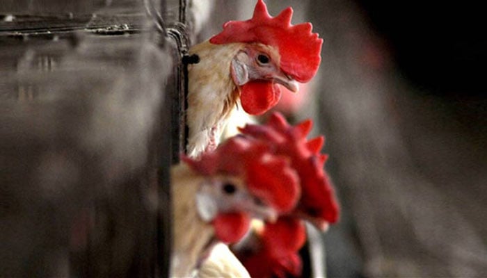 فرانس میں برڈ فلو، 10 لاکھ مرغیوں کو ہلاک کرنے کا فیصلہ