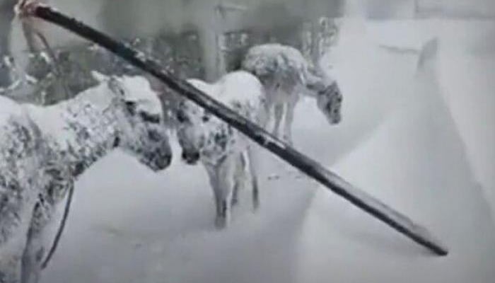 ترکی میں شدید برفباری، جانور منجمد، گاڑیاں پھنس گئیں، پروازیں معطل