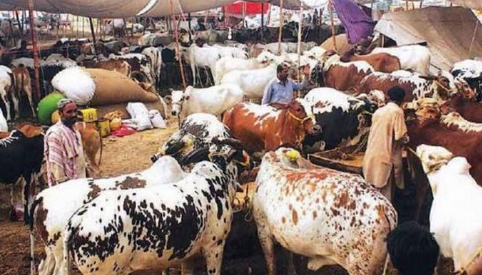 جانوروں میں لمپی اسکین وائرس، گائے کی فروخت پر پابندی