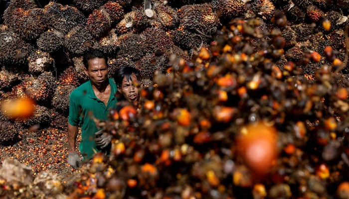 انڈونیشیا کی پام آئل کی برآمد پر پابندی شروع، عالمی مارکیٹ غیر مستحکم ہونے کا خدشہ