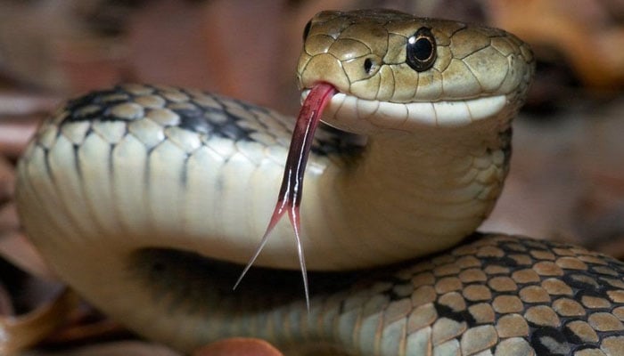 سانپ نے اپنے ہی مالک کو ڈس کر ہلاک کردیا