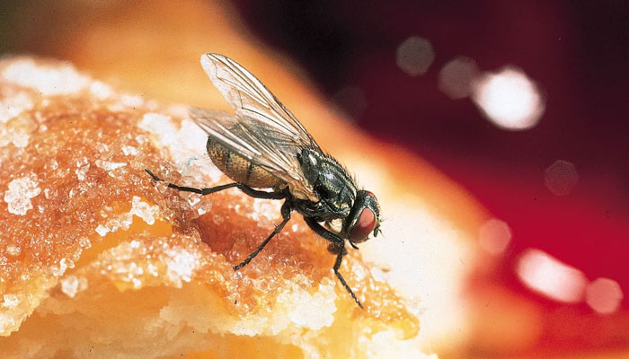 مکھیوں کی قے انسانوں میں کئی بیماریوں کا سبب بن سکتی ہے، ماہرین