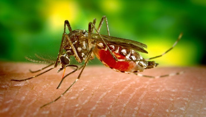 سندھ میں 24 گھنٹوں کے دوران 419 افراد ڈینگی وائرس کا شکار
