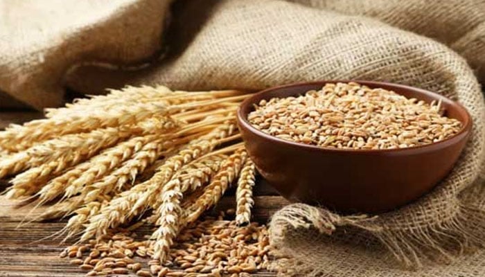 سیلابی پانی کی عدم نکاسی، گندم کی کاشت نہ ہونے سے غذائی قلت کا خدشہ