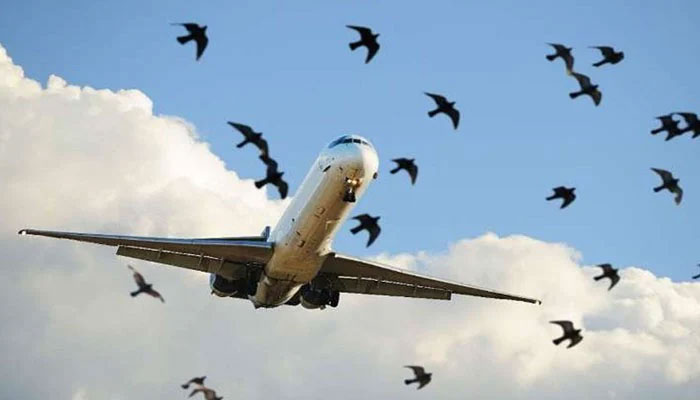 ایئرپورٹس پر جہازوں سے پرندے ٹکرانے کے رحجان میں بتدریج کمی